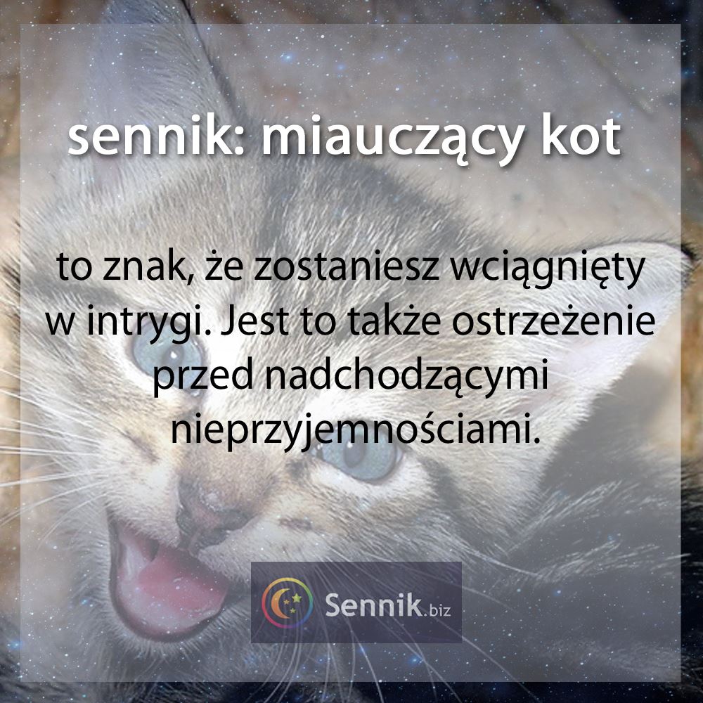 Kot 10 sennik kot - miauczący kot