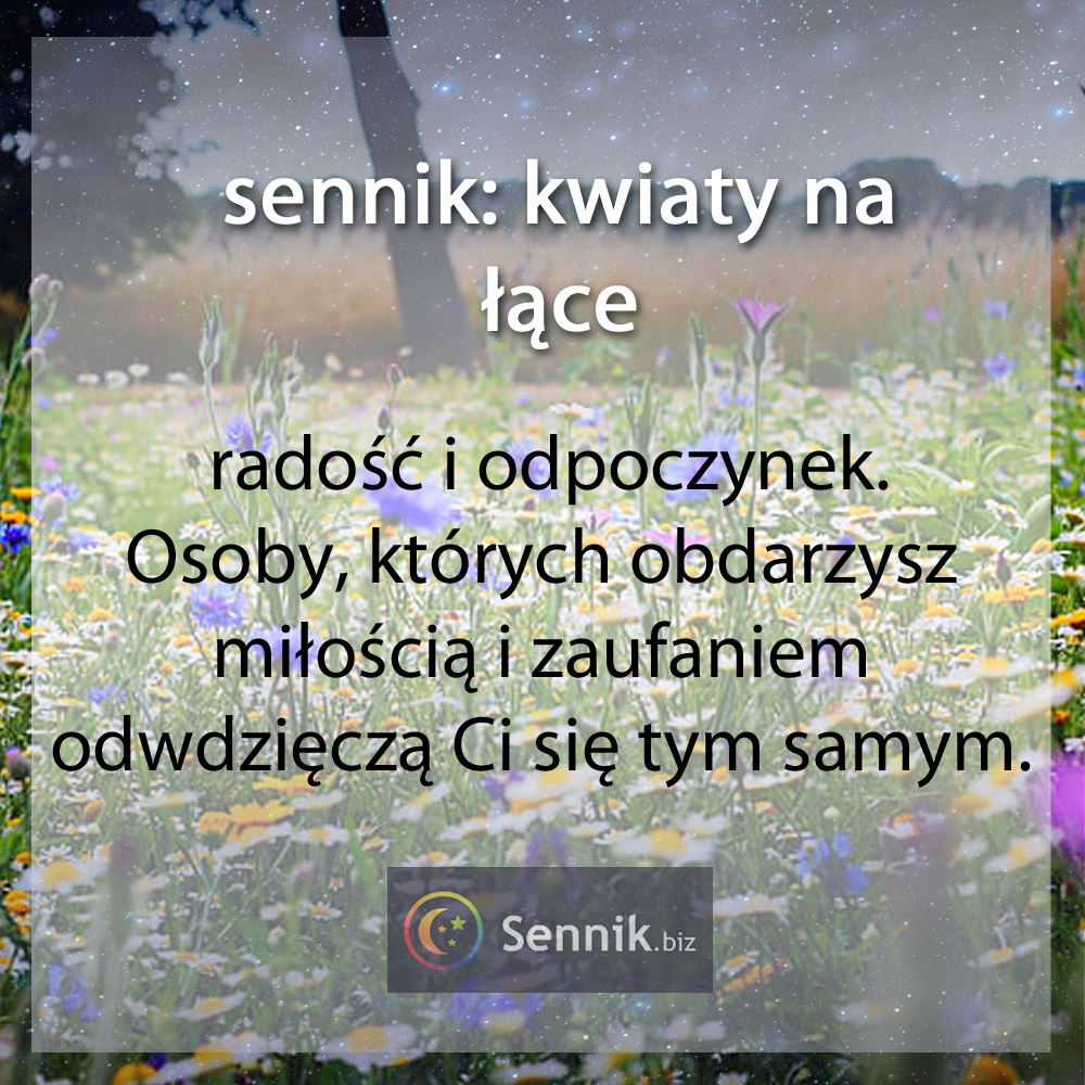 sennik kwiaty - kwiaty na łące 