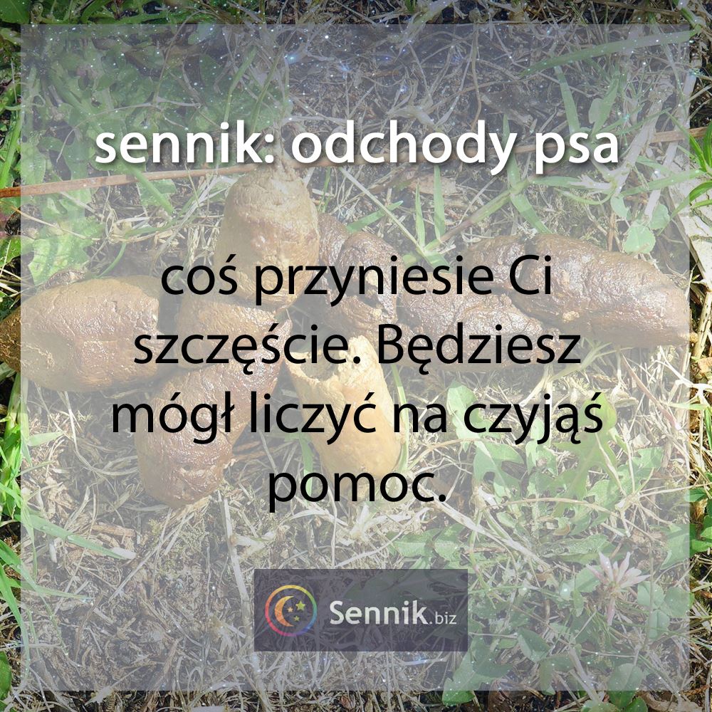 sennik odchody kupa - odchody psa 