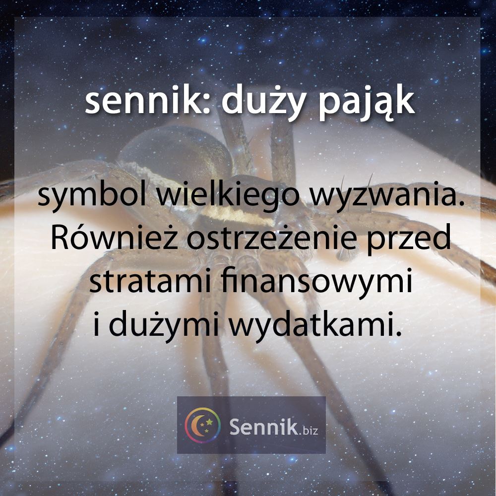 sennik pająk - duży pająk 