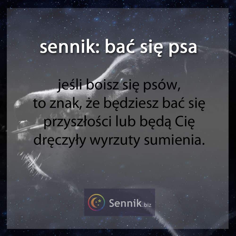 Pies 11 sennik - bać się psa