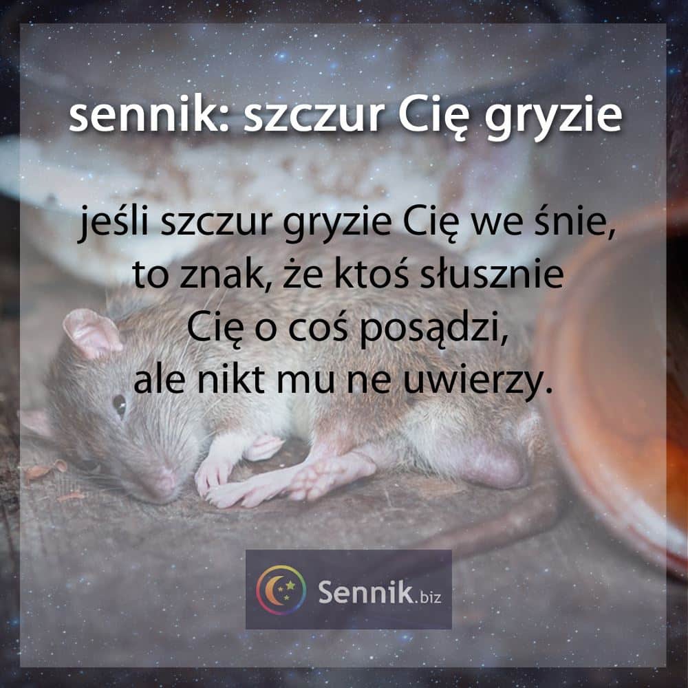 Szczur 6 sennik - szczur Cię gryzie