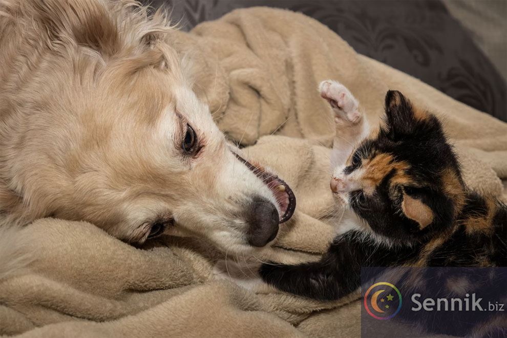 kot i pies w śnie