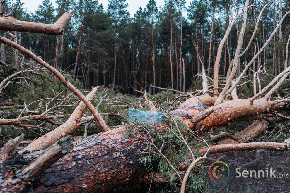 drzewa zniszczone przez burzę