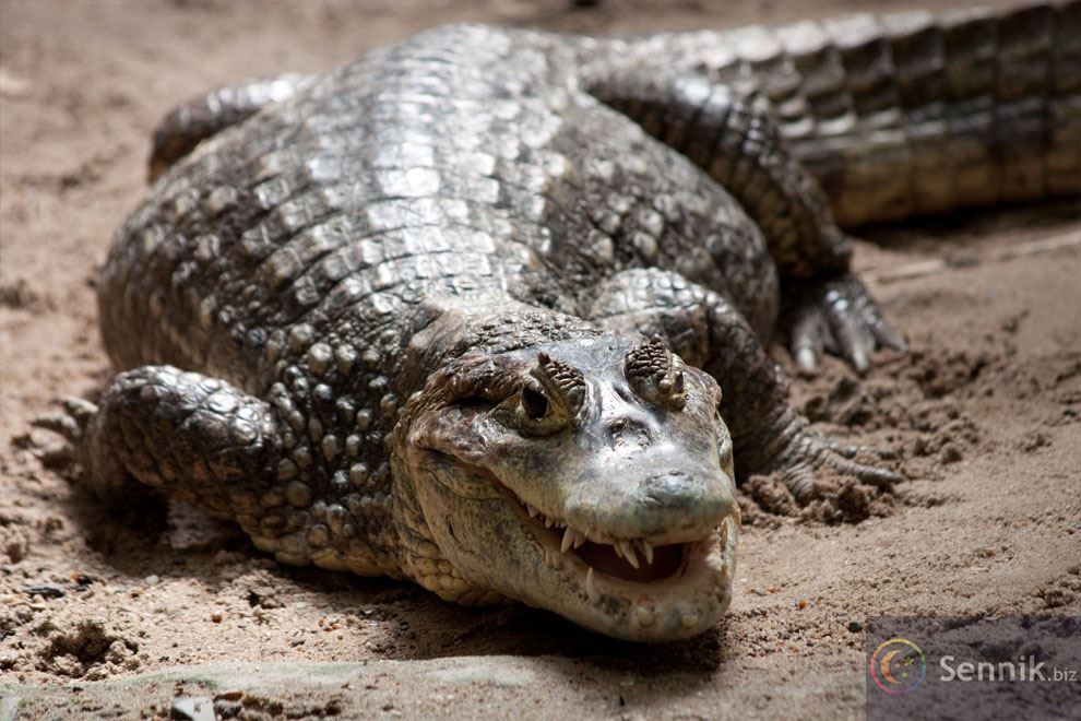 krokodyl w błocie