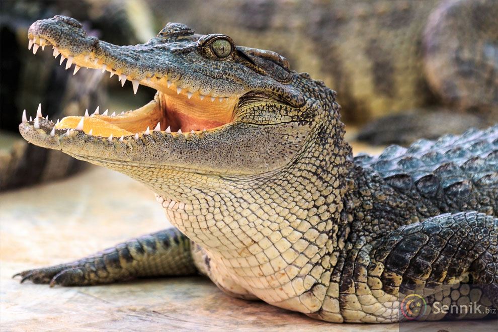 znaczenie snu krokodyl