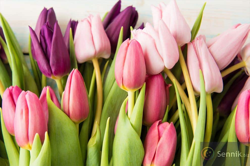 kwiaty tulipany kolorowe