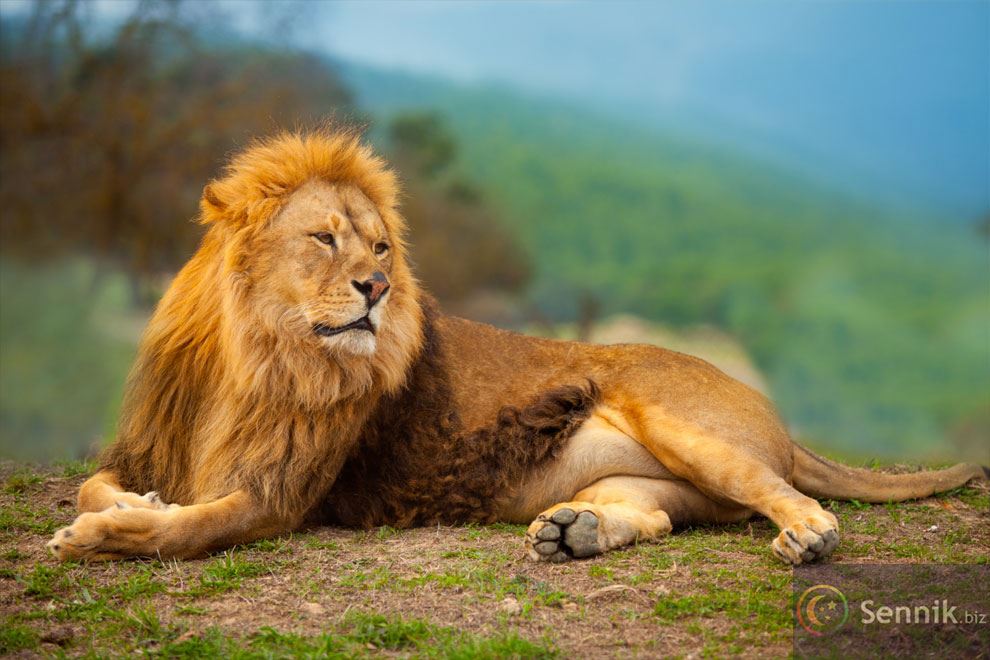 znaczenie snu lew
