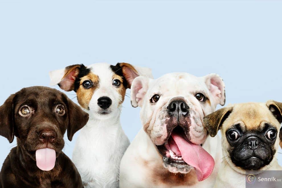 Psy 5 znaczenie snu psy