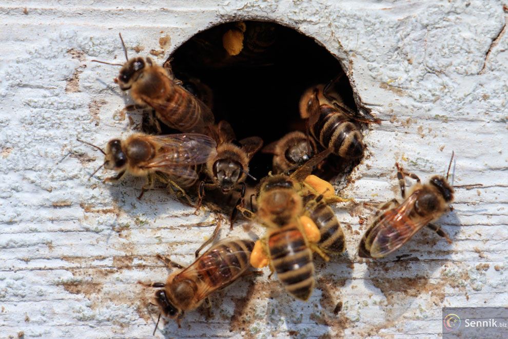 sennik pszczoły