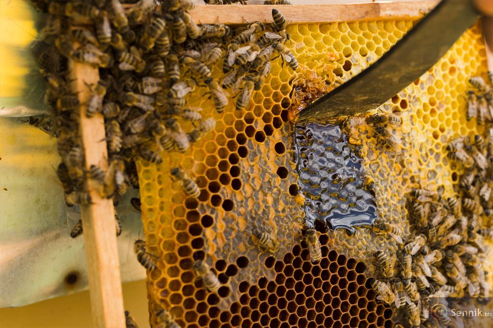 znaczenie snu pszczoły