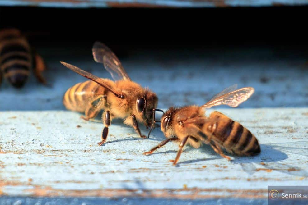 pszczoły znaczenie