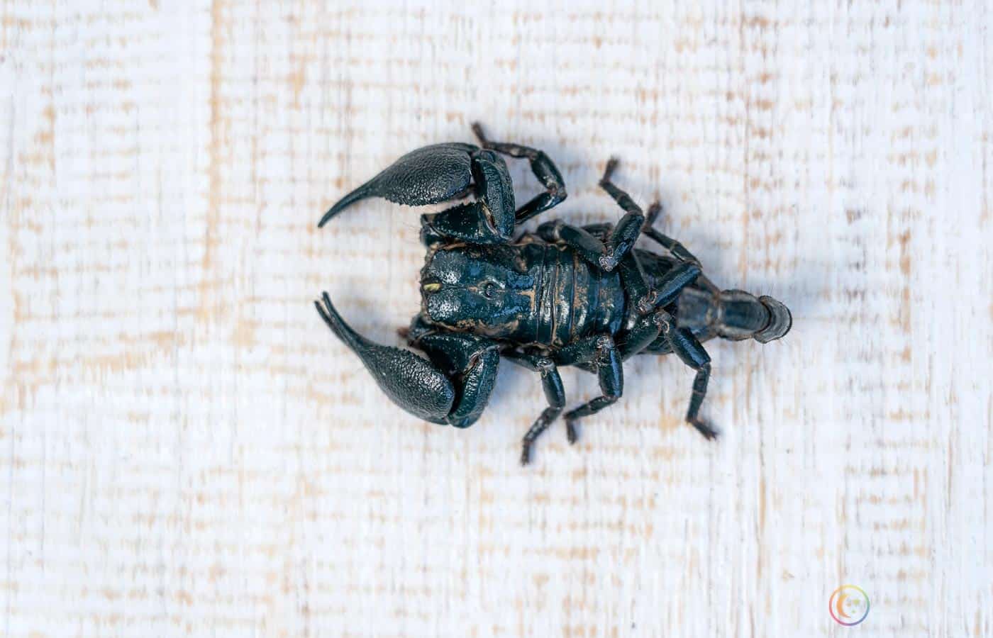 sennik skorpion
