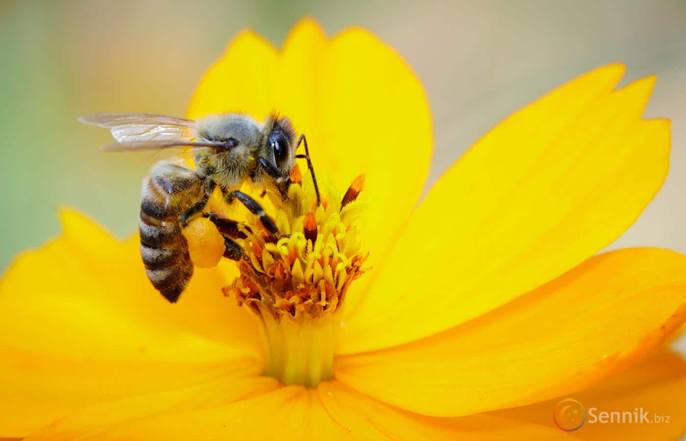 sennik pszczoły