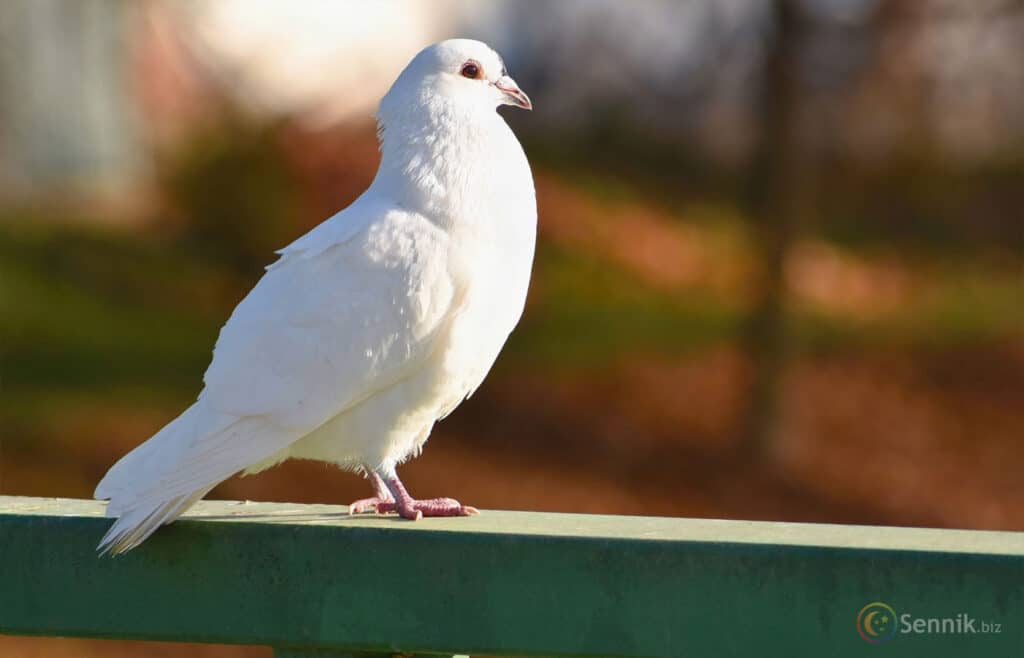 Gołąb, gołębie 4 biały gołąb sennik