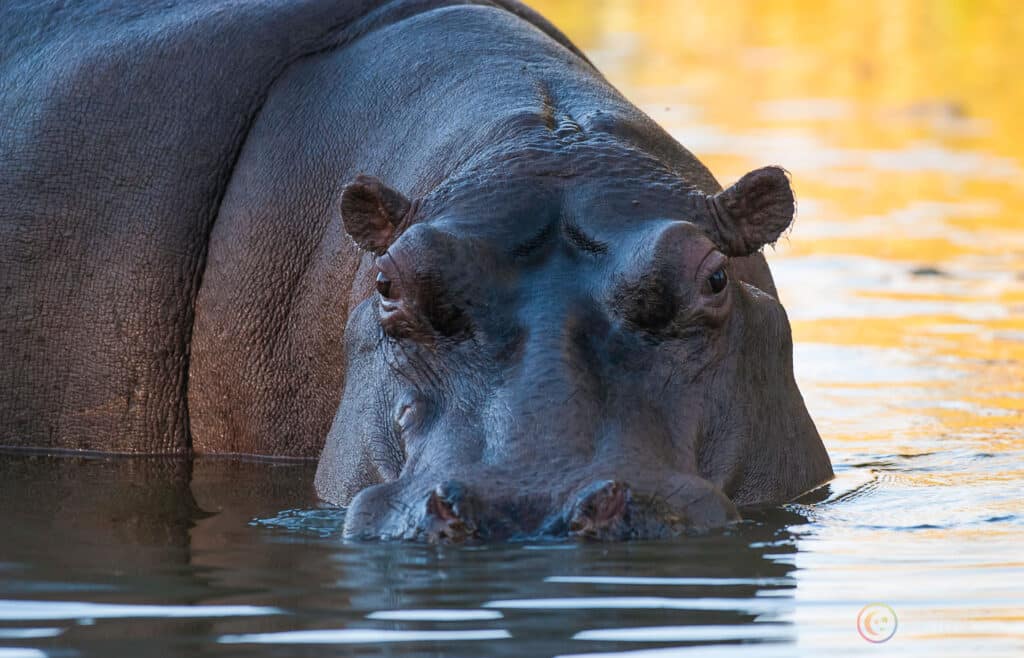znaczenie snu hipopotam