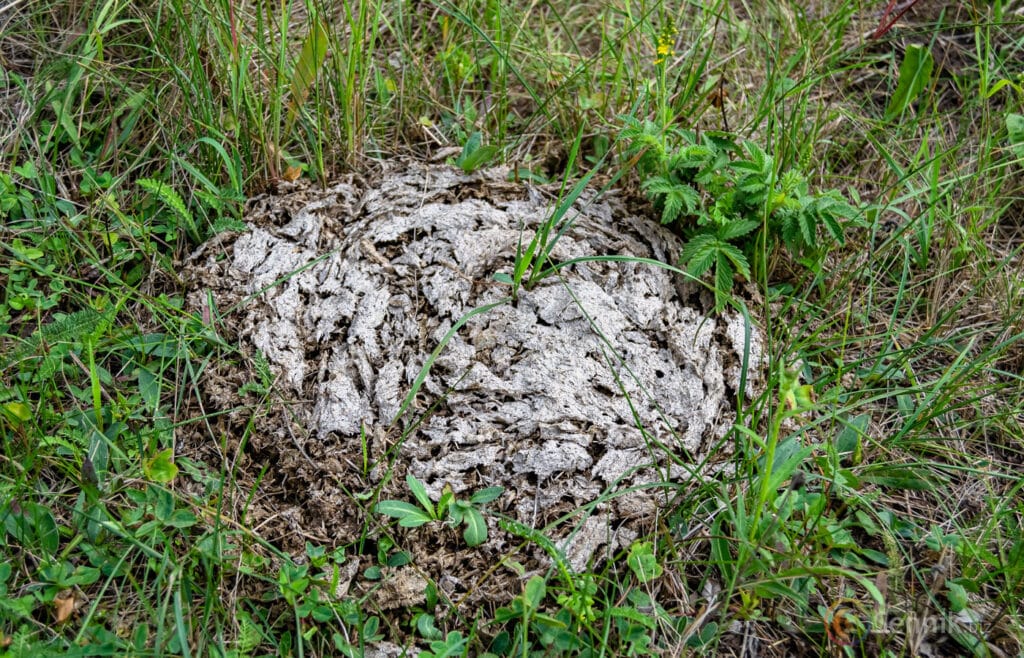 kupa kał znaczenie snu