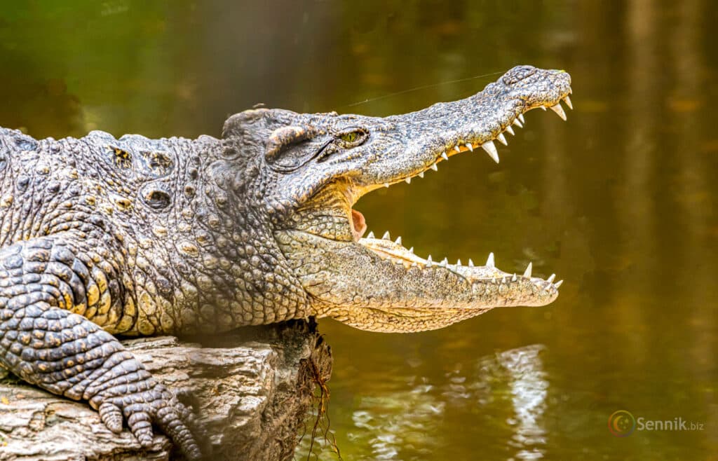 znaczenie snu krokodyl