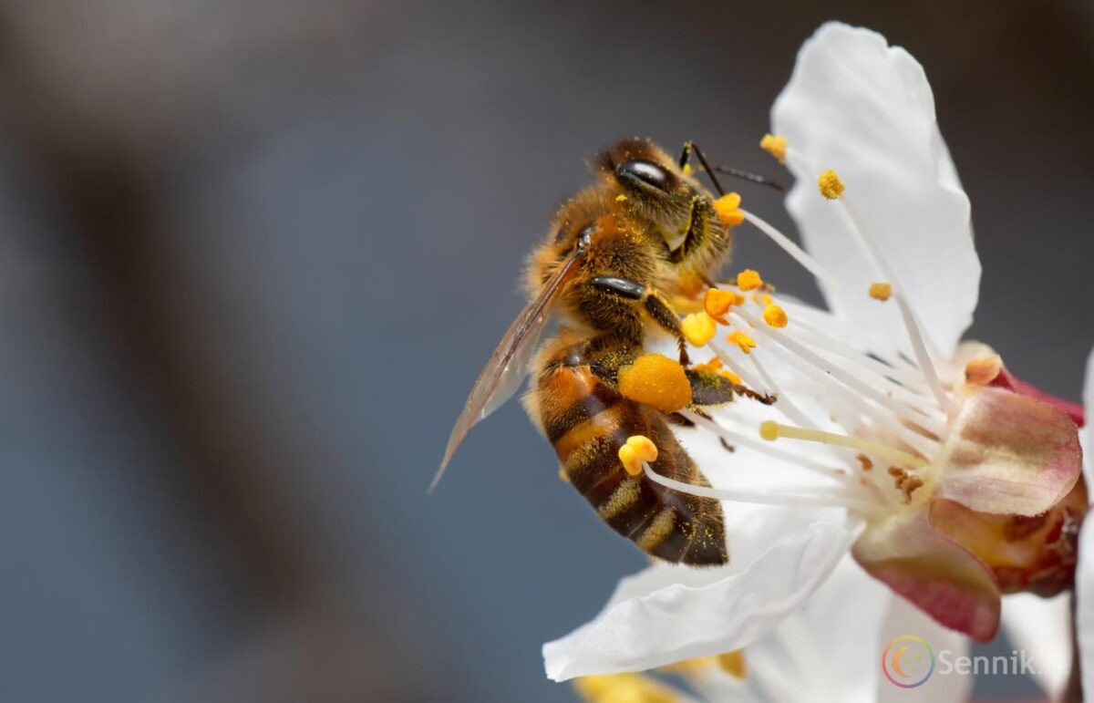 znaczenie snu pszczoły