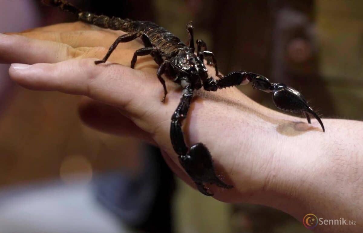 sennik skorpion na dłoni