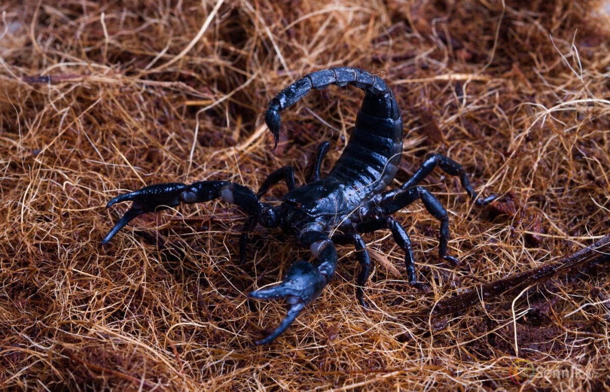 znaczenie snu skorpion
