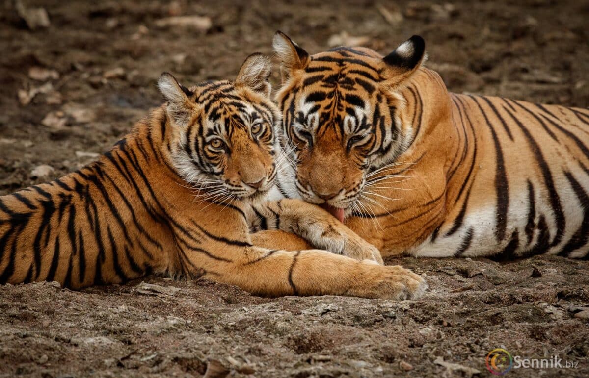 znaczenie snu tygrys