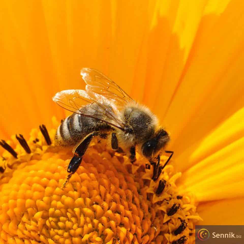 pszczoły sennik