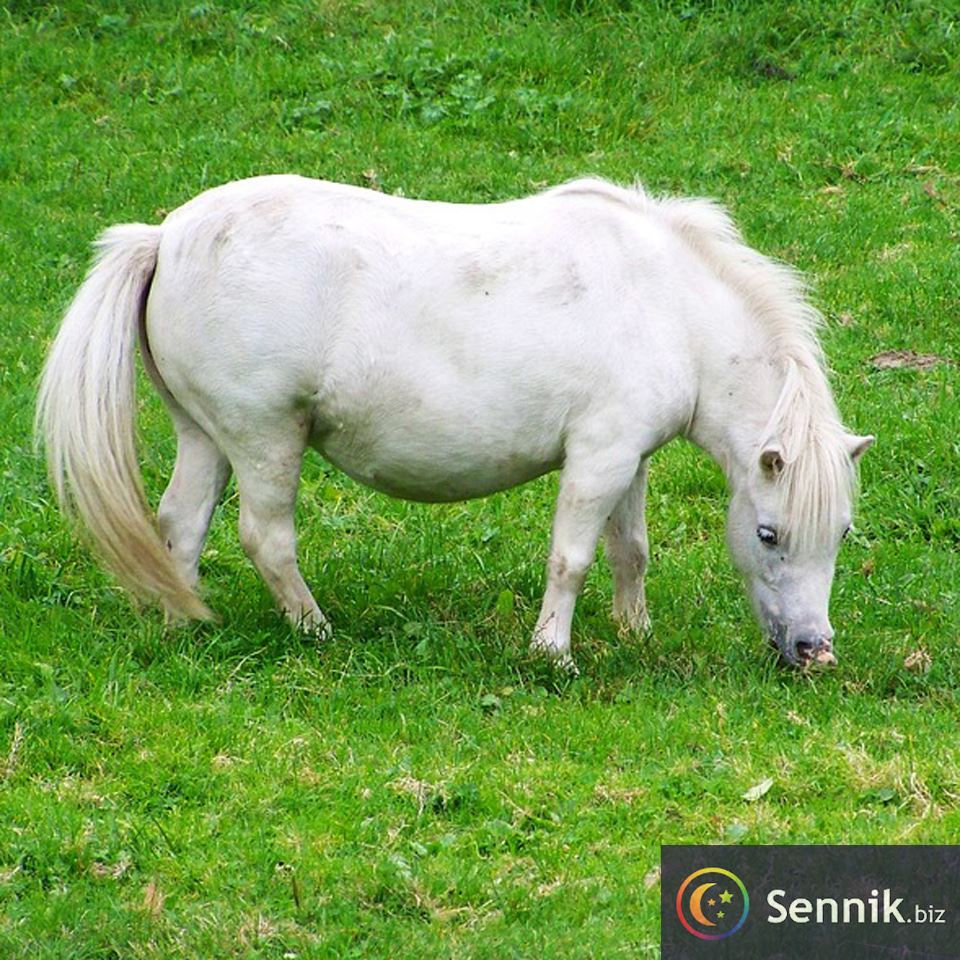 Sennik Kucyk (koń)