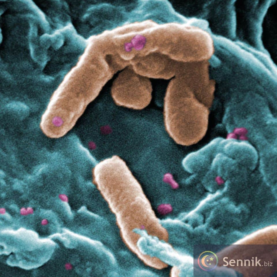 Sennik Bakteria