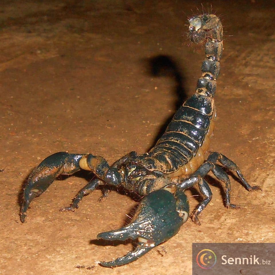 skorpion sennik