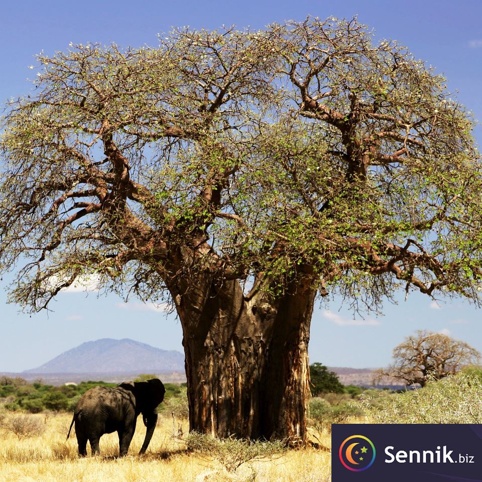 Sennik Baobab