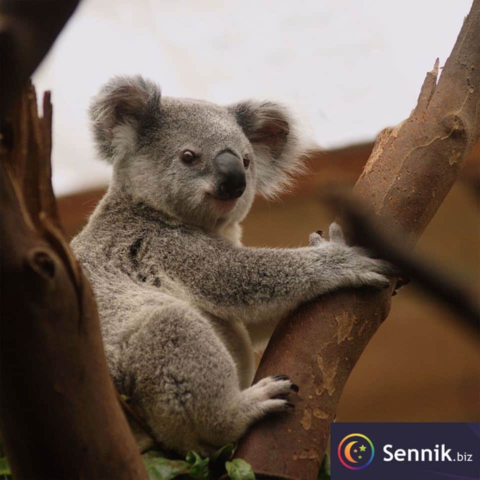 Sennik Koala