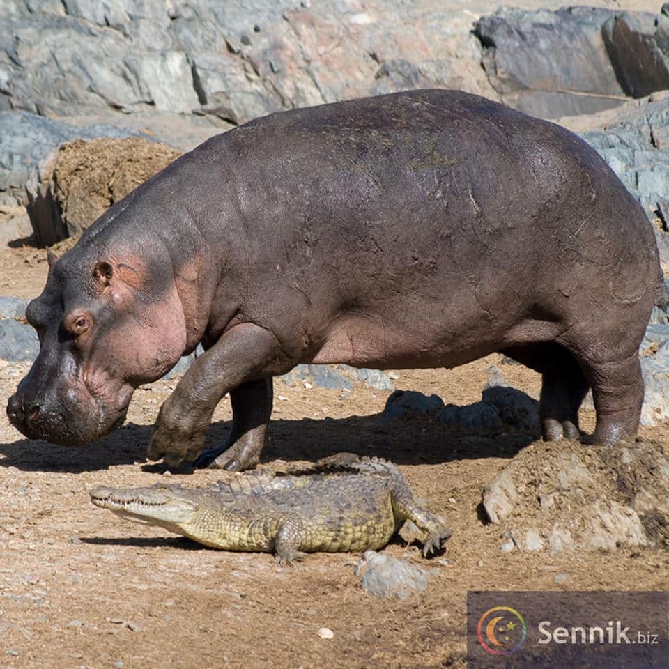 hipopotam sennik