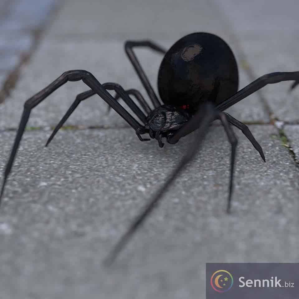 Sennik Czarna wdowa (pająk)