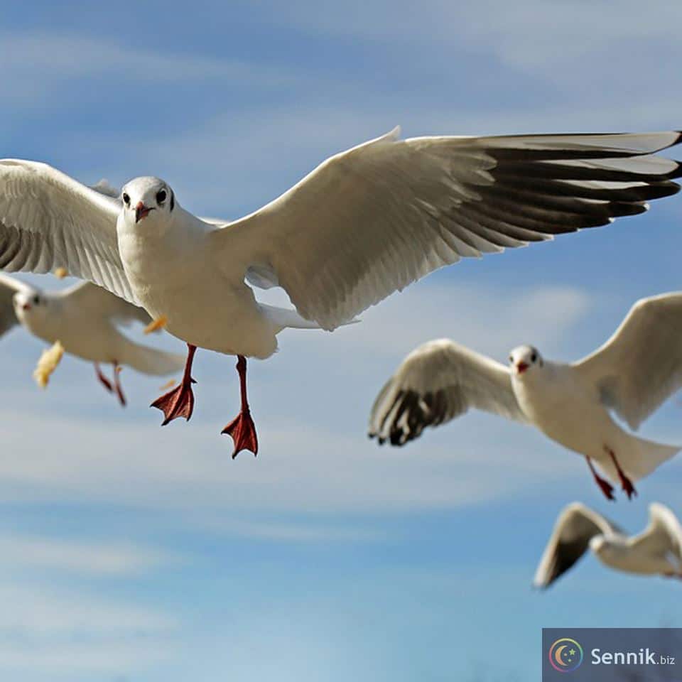 Sennik Ptaki