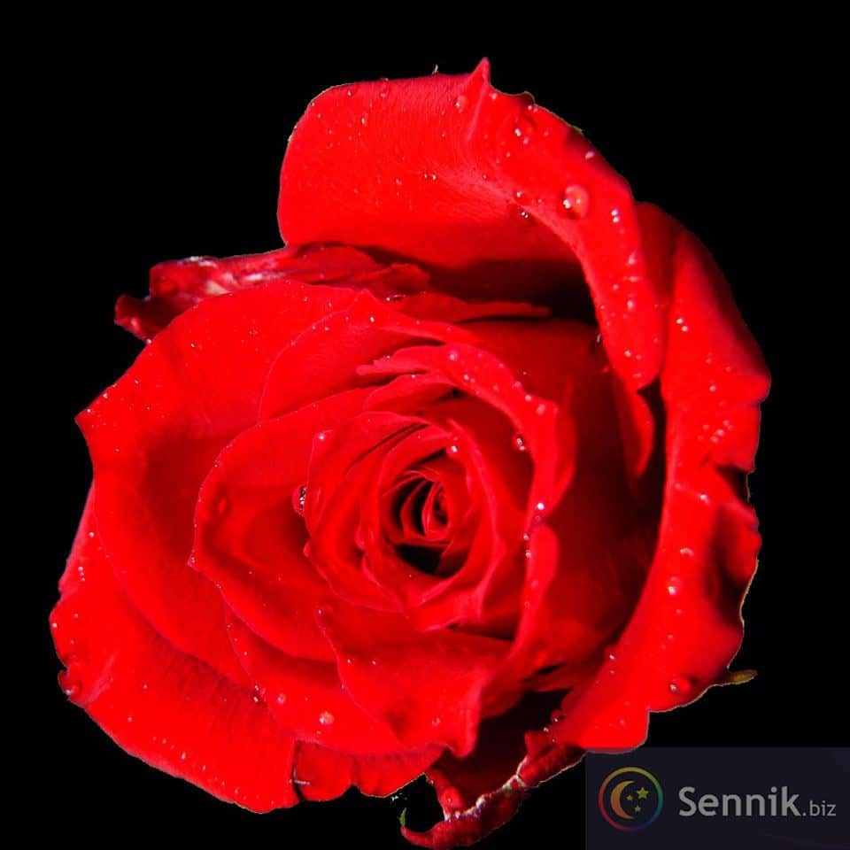 Sennik Czerwona róża