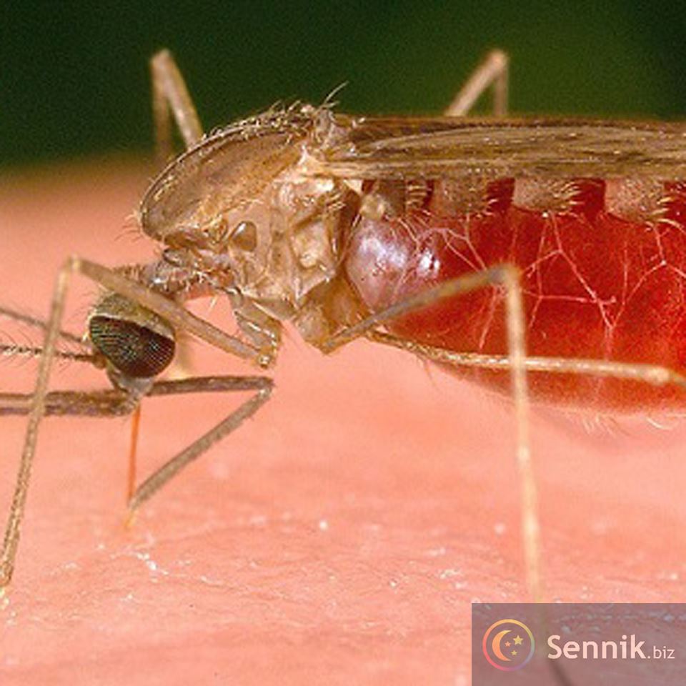 Sennik Malaria