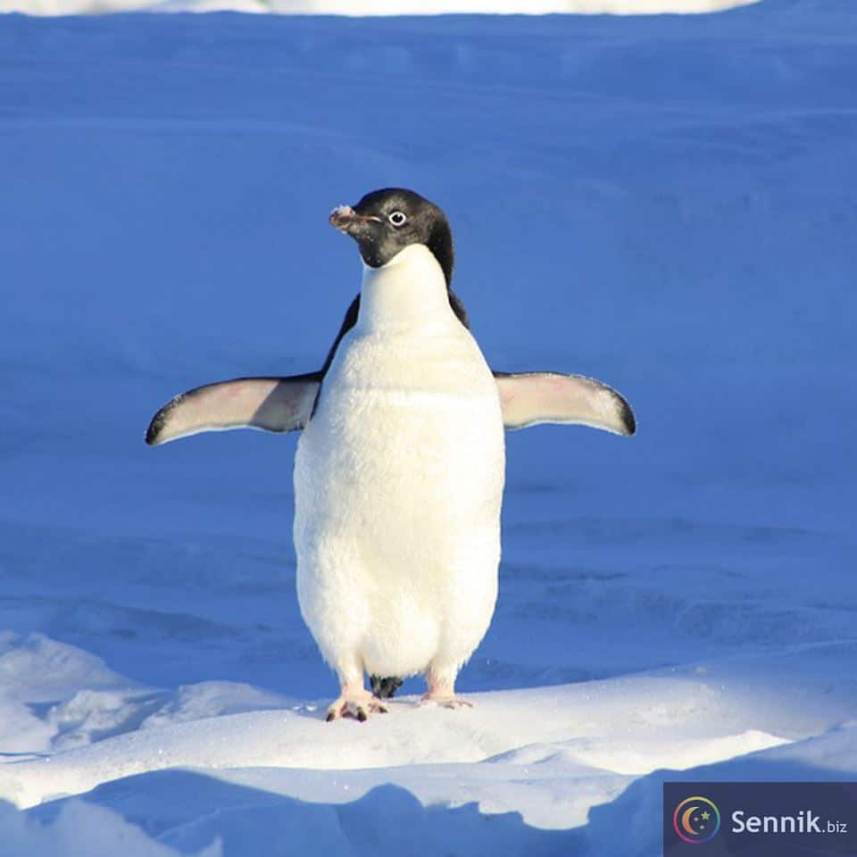 Sennik Pingwin