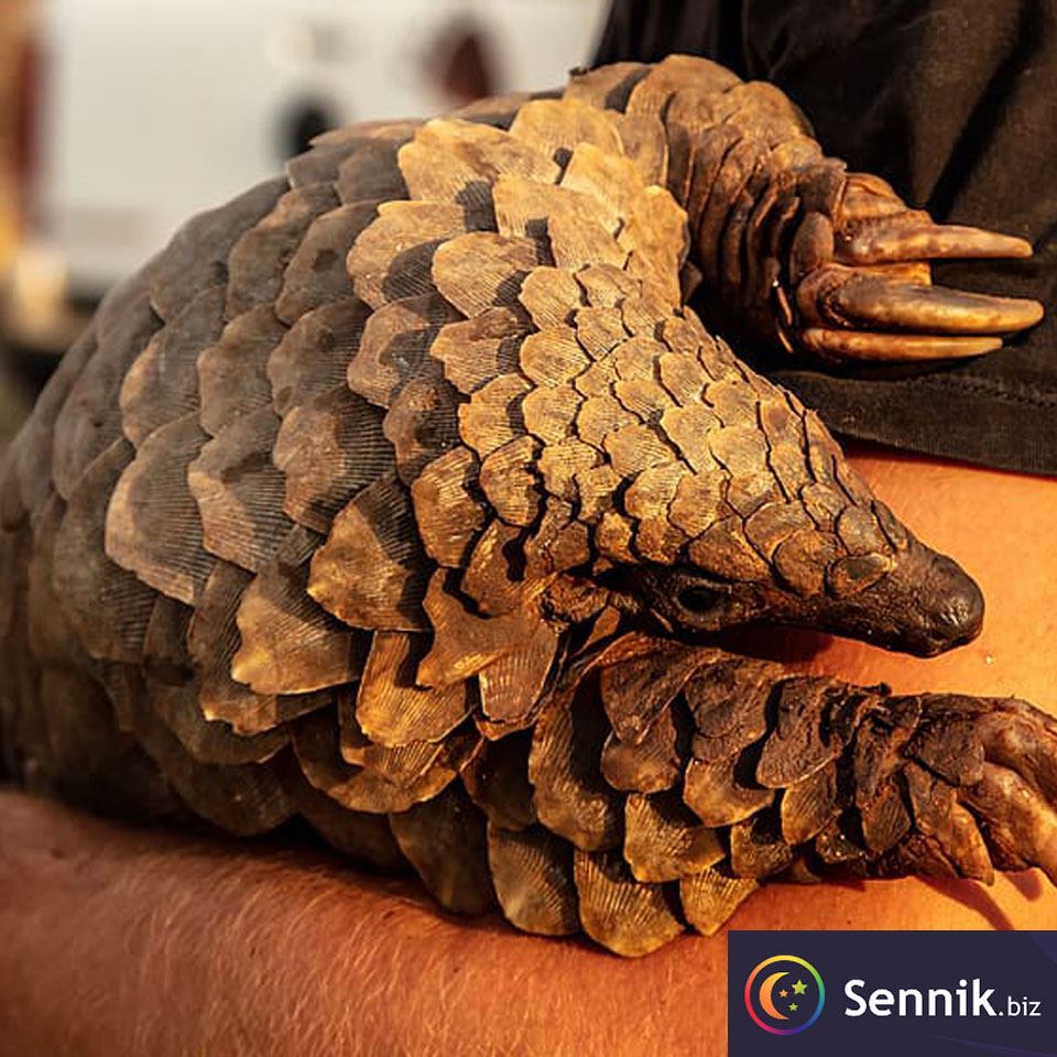 Sennik Pangolin