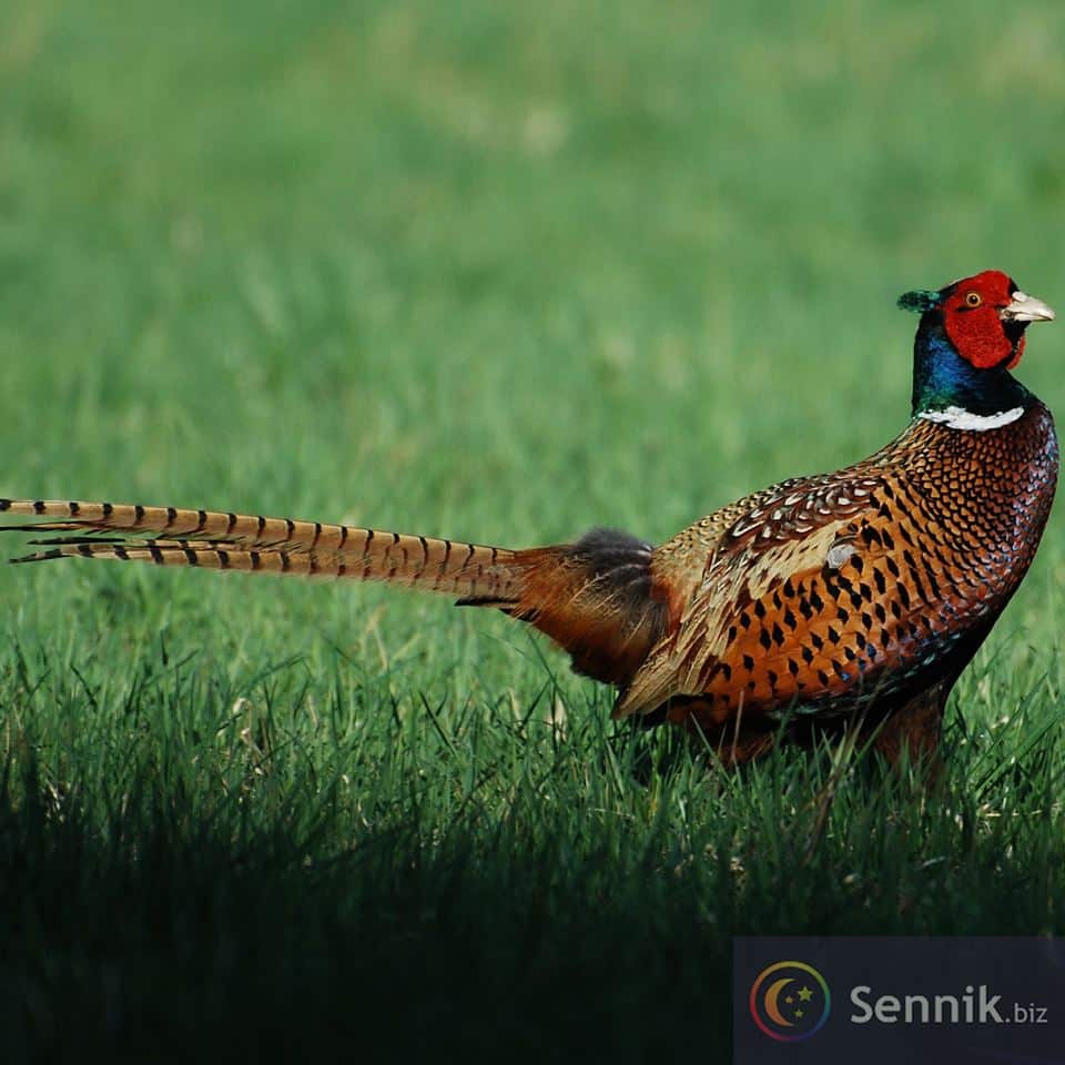 Sennik Bażant