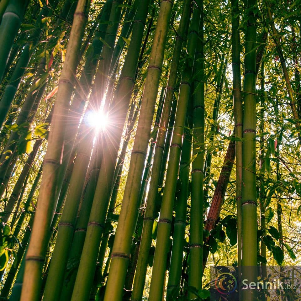 Sennik Bambus