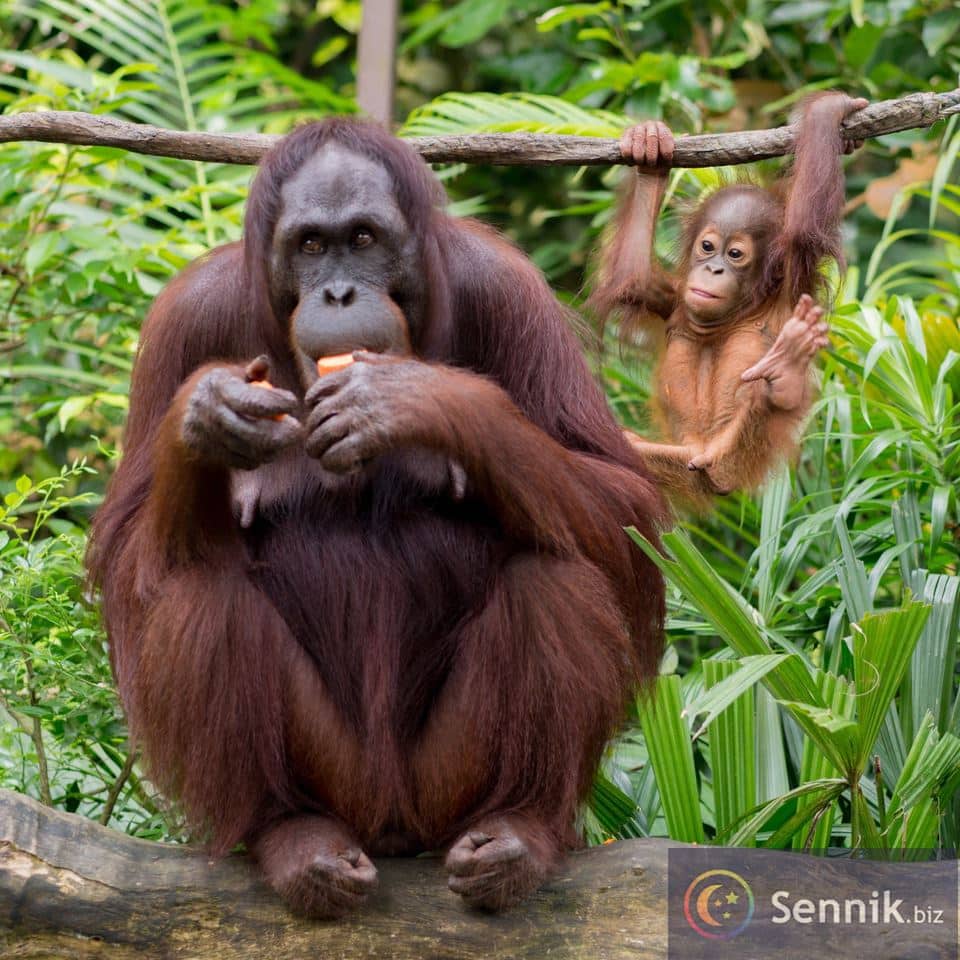 Sennik Orangutan