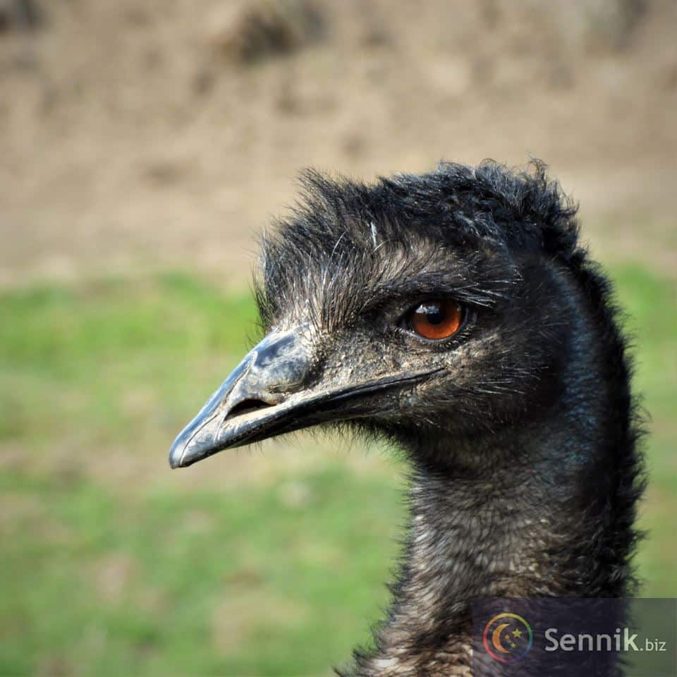 Sennik Emu