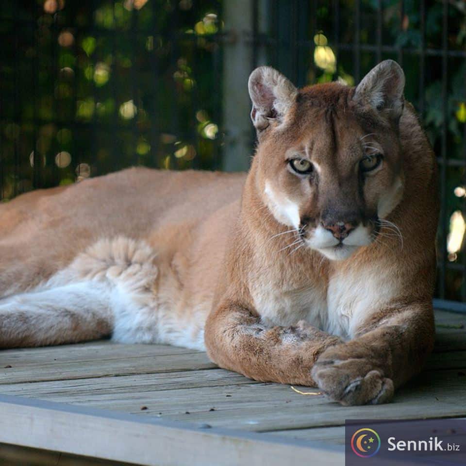 Sennik Puma