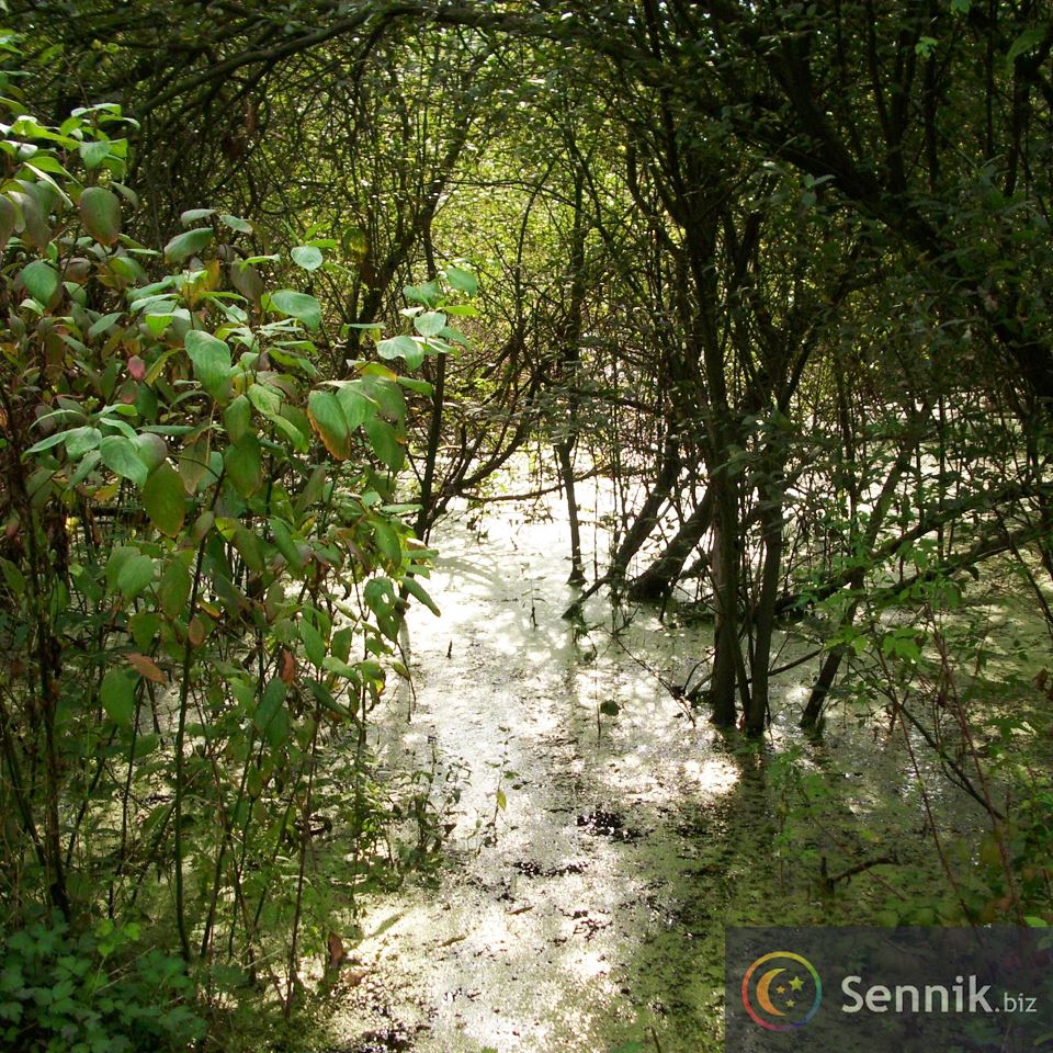 Sennik Zarośla