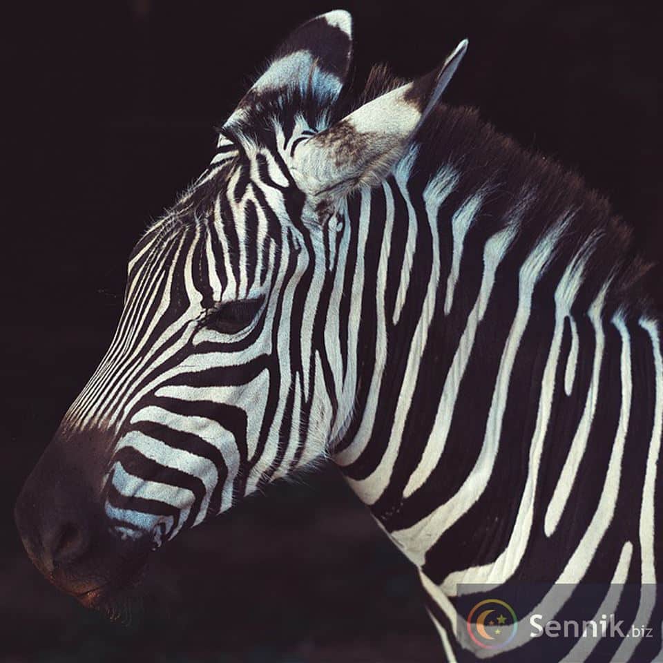 Sennik Zebra