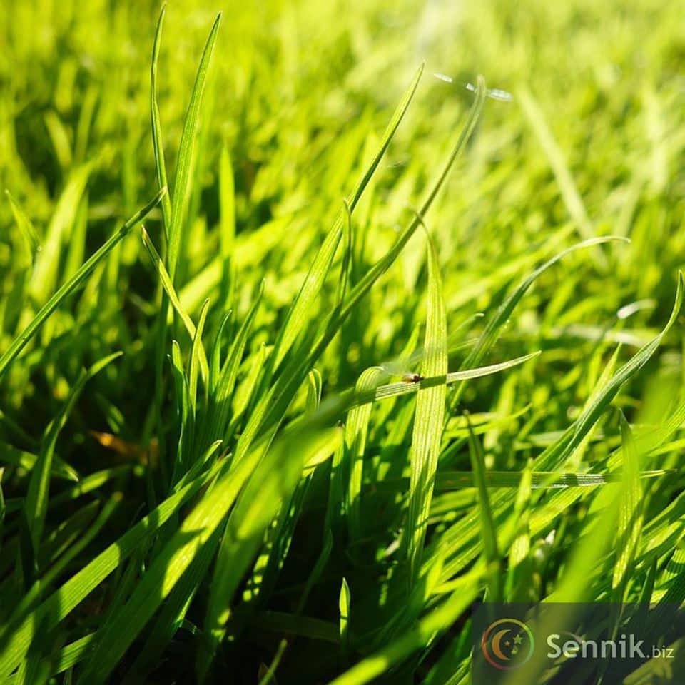 Trawa 4 trawa sennik