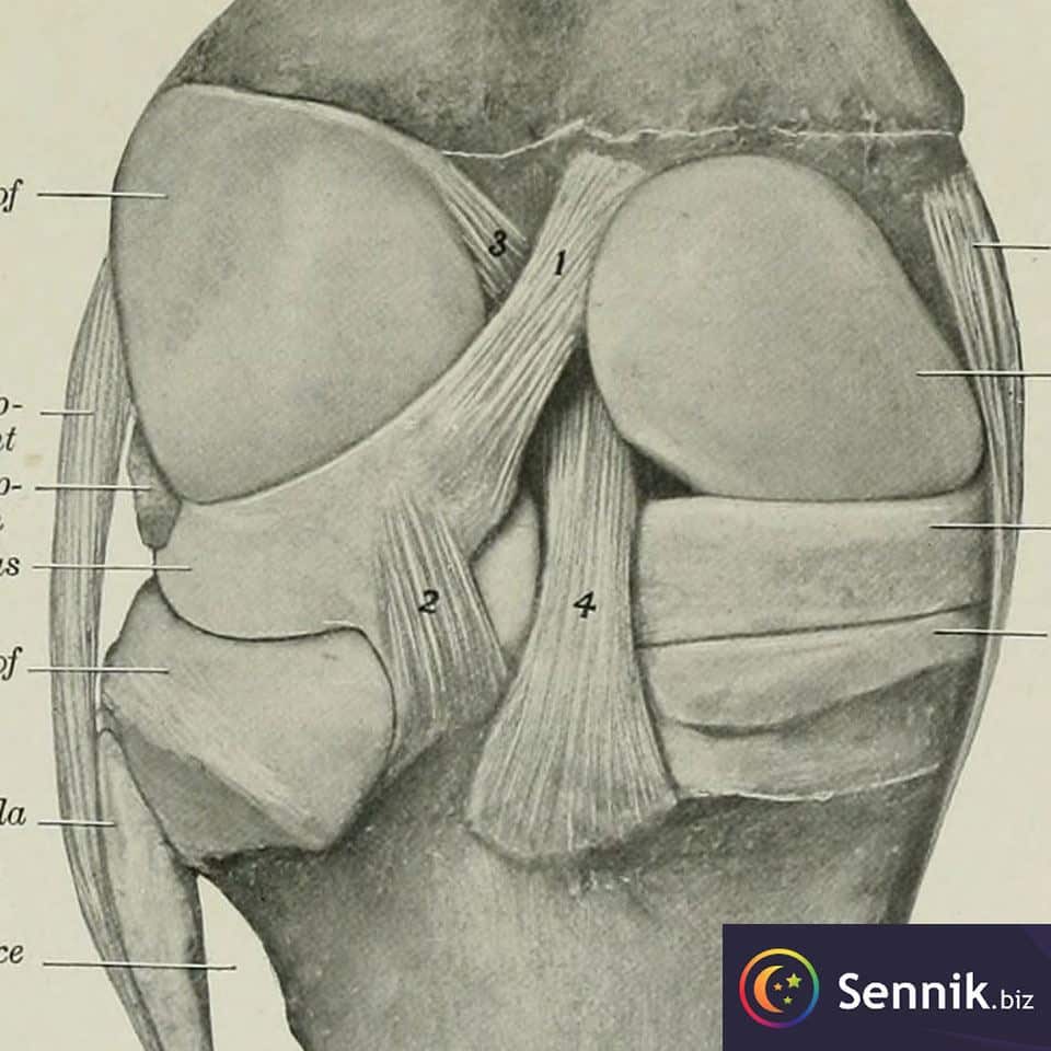 Sennik Łękotka