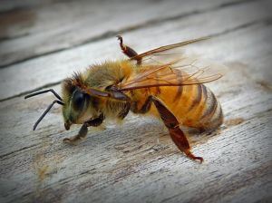 Sennik Sen o pszczole