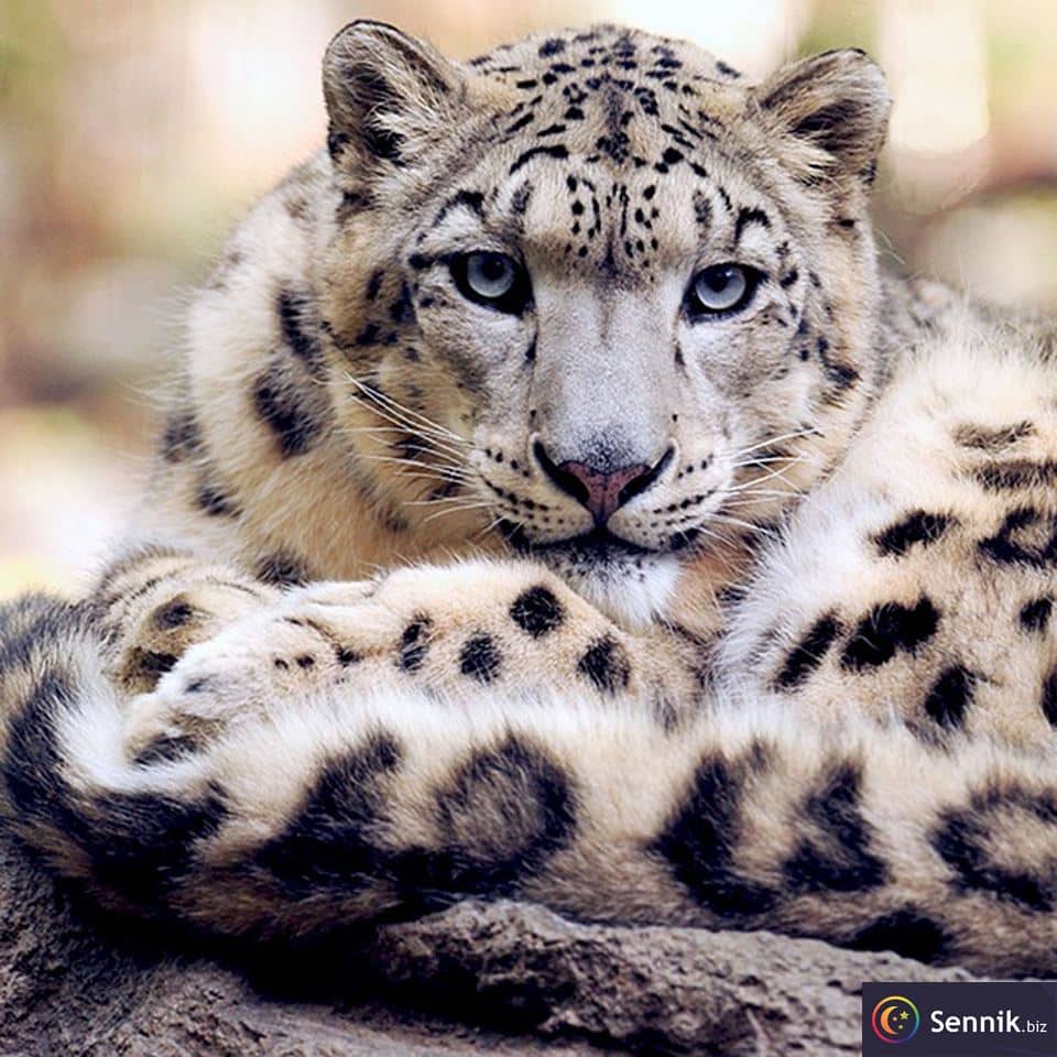 Sennik Leopard